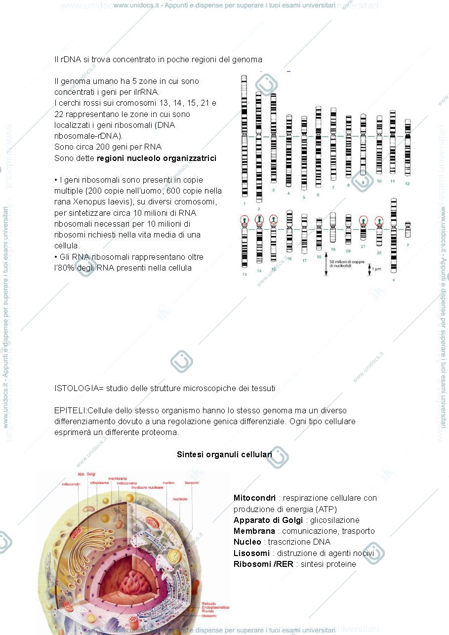 Anteprima pagina 2 — istologia 