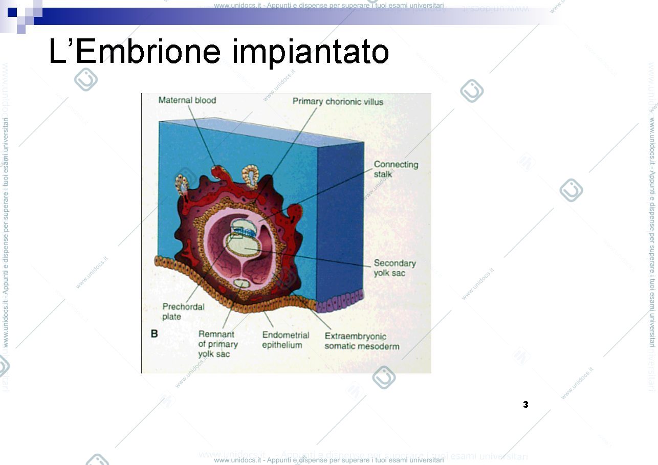 Anteprima pagina 3 — Terza settimana (gastr.neurul)