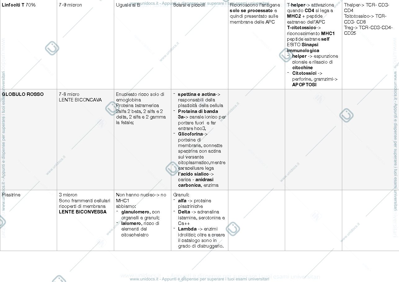 Anteprima pagina 3 — Schemi istologia