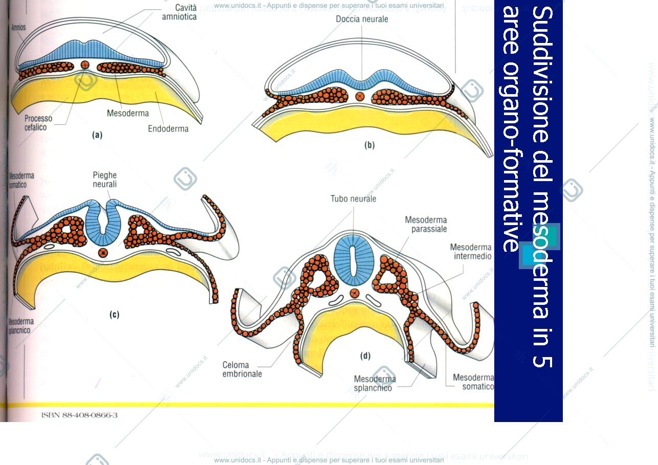 Anteprima pagina 1 — Cardiovascular development