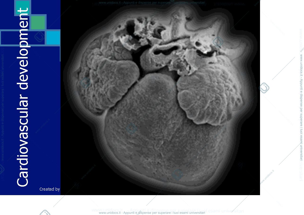 Anteprima pagina 2 — Cardiovascular development