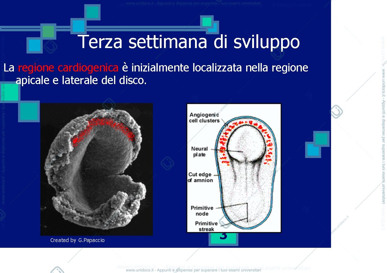 Anteprima pagina 3 — Cardiovascular development