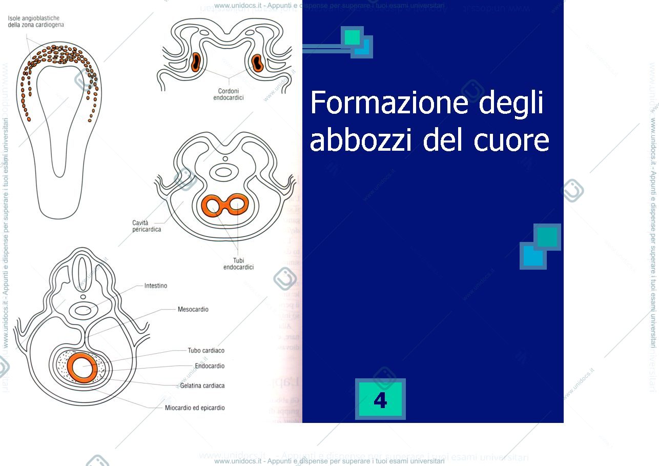 Anteprima pagina 4 — Cardiovascular development