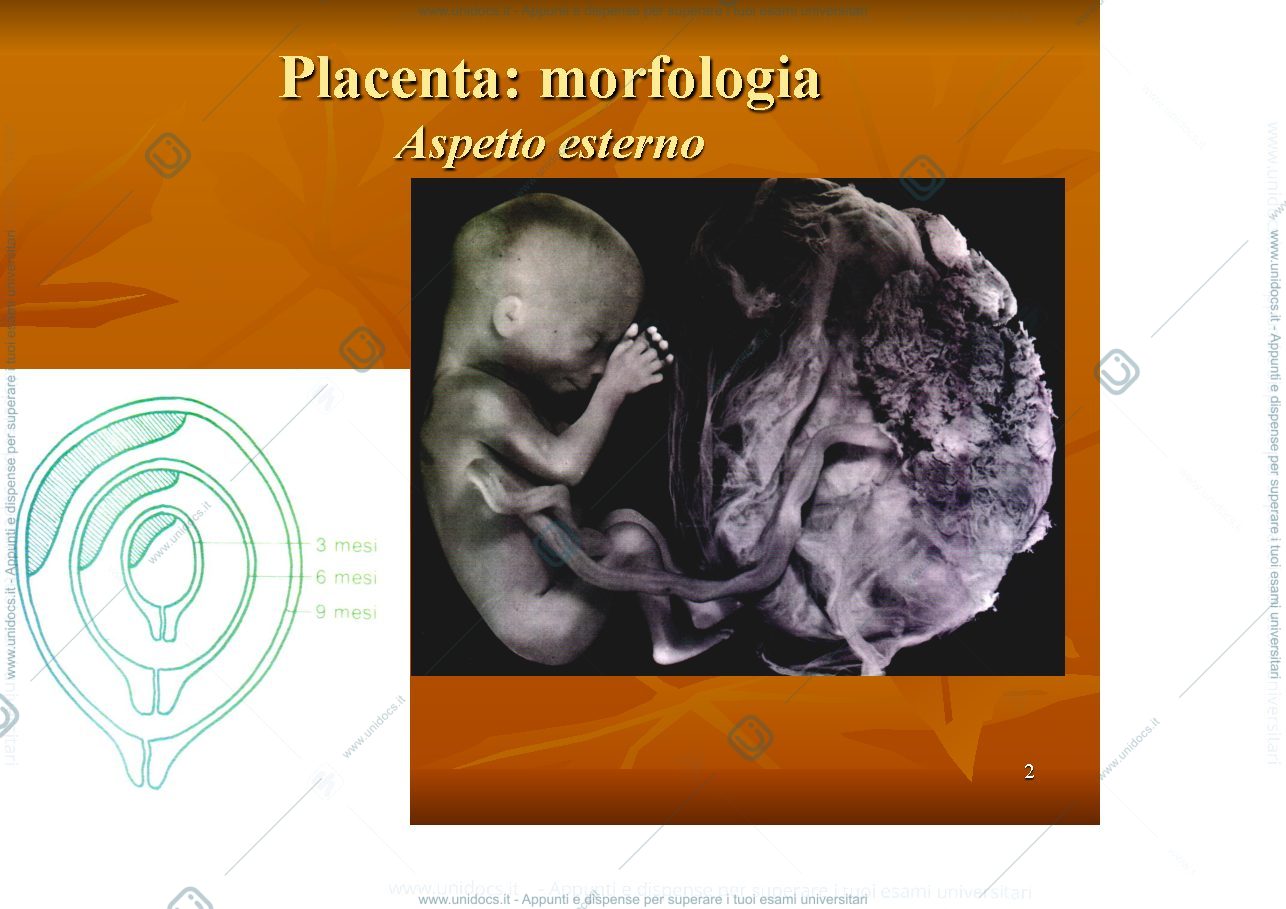 Anteprima pagina 2 — Annessi Embrionali