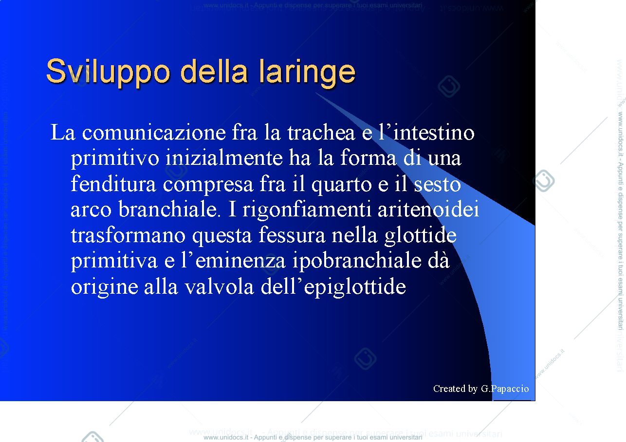 Anteprima pagina 3 — Respiratory development