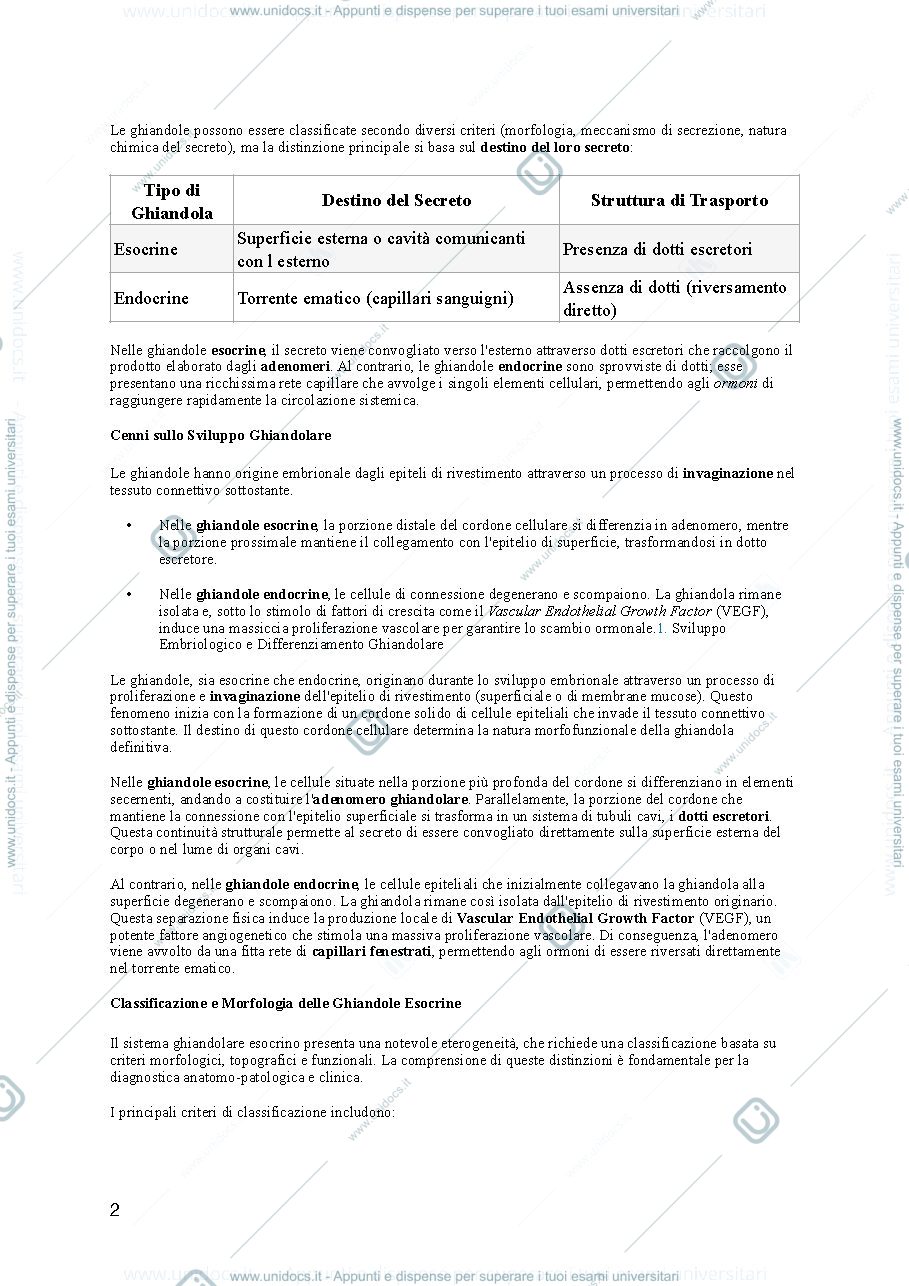 Anteprima pagina 2 — ghiandole esocrine