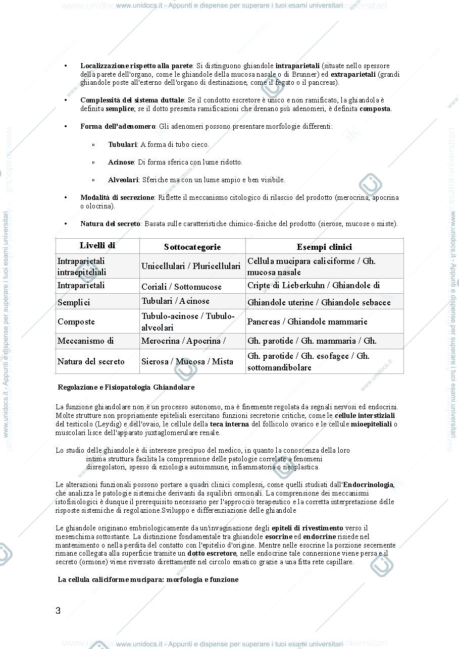 Anteprima pagina 3 — ghiandole esocrine