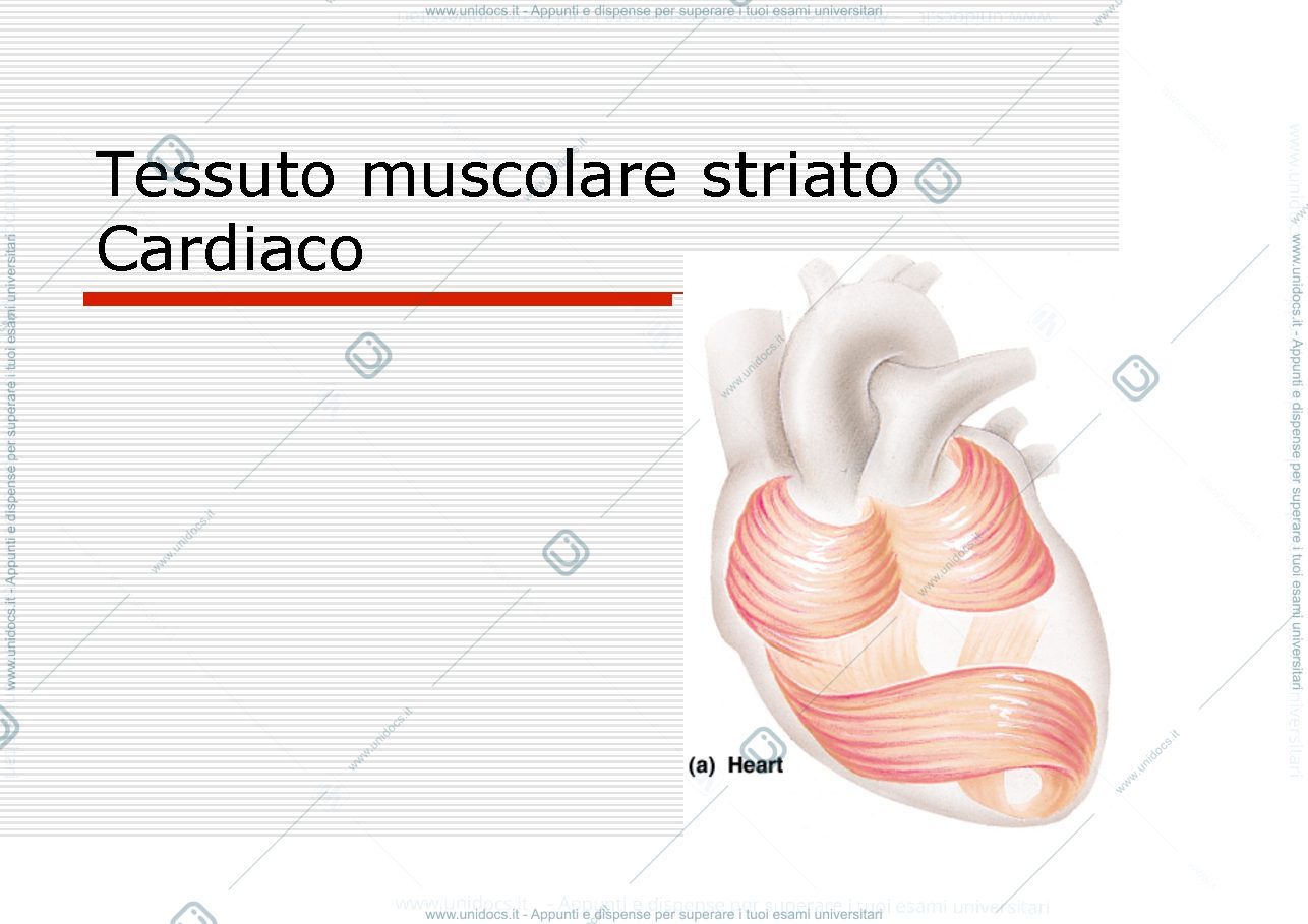 Anteprima pagina 1 — Muscolo cardiaco e liscio