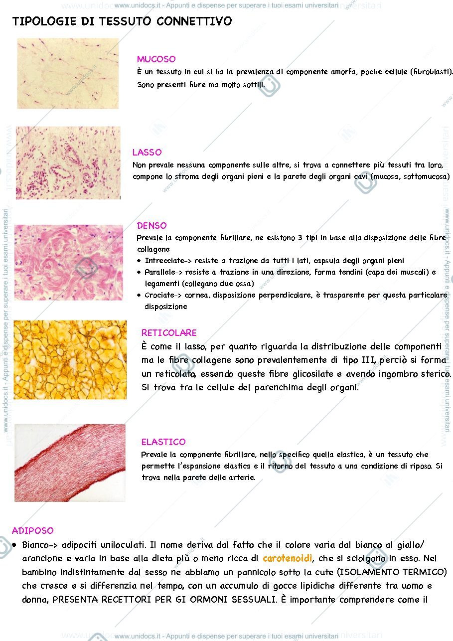 Anteprima pagina 1 — Tipi di tessuto connettivo