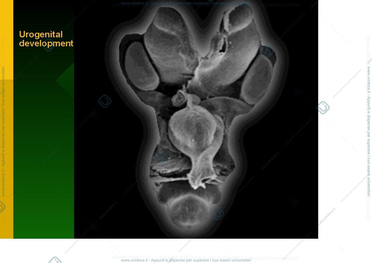 Anteprima pagina 1 — Urogenital development