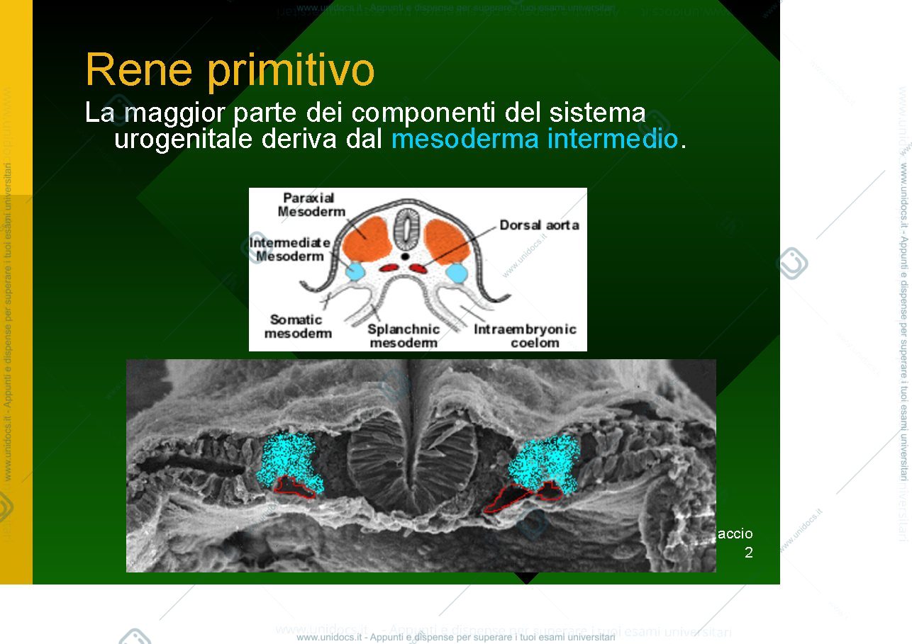 Anteprima pagina 2 — Urogenital development