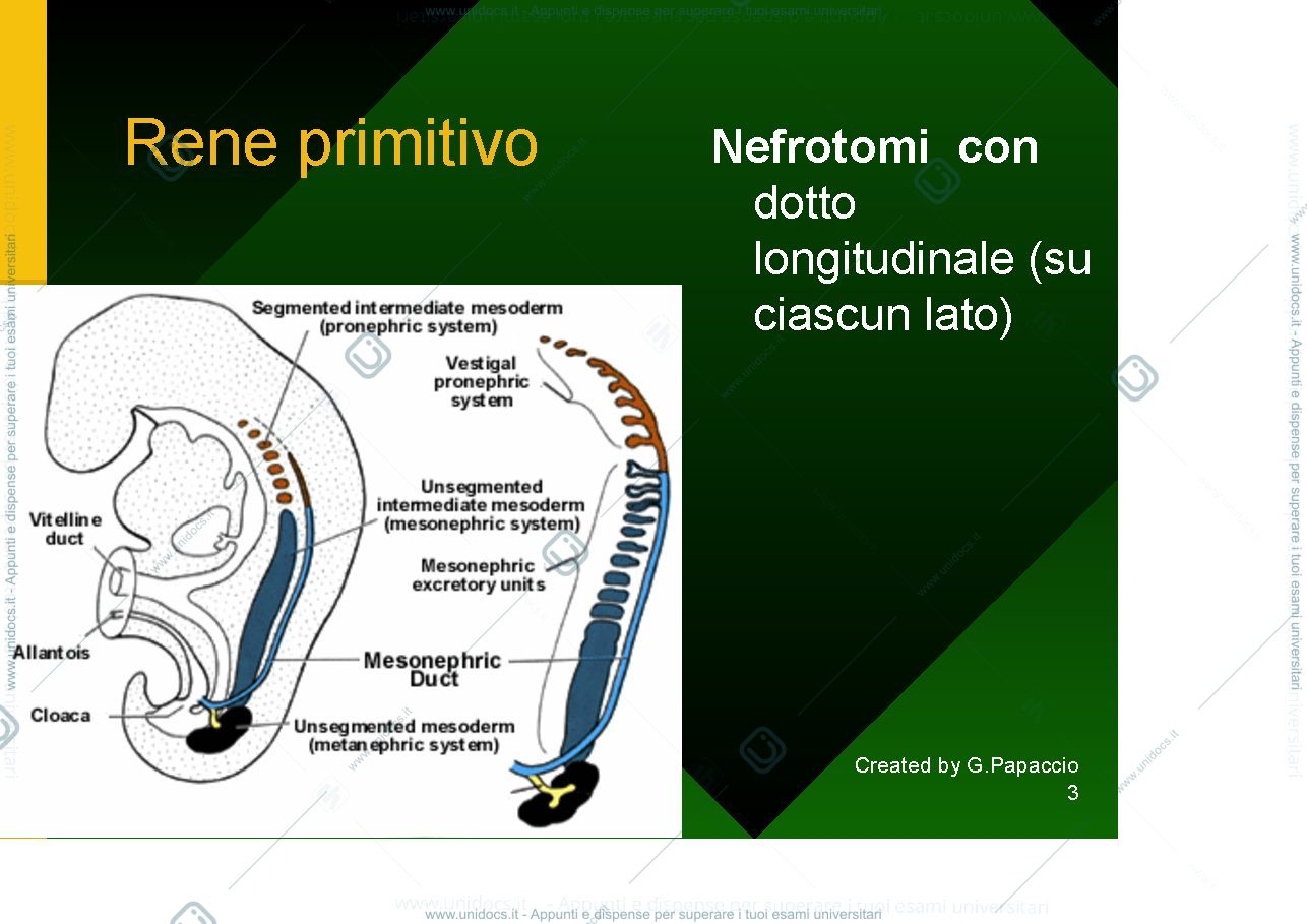 Anteprima pagina 3 — Urogenital development