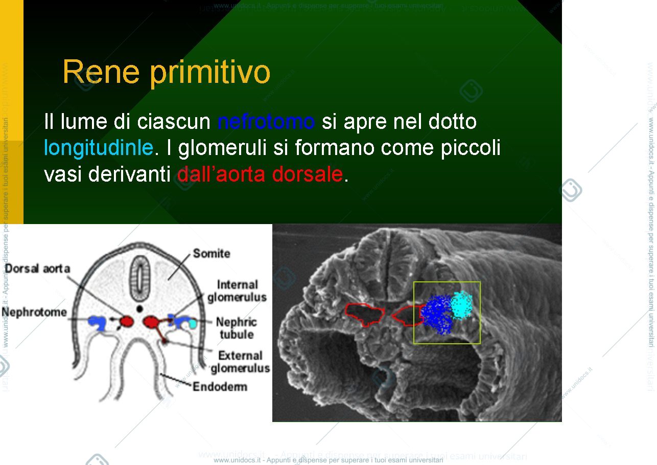 Anteprima pagina 4 — Urogenital development