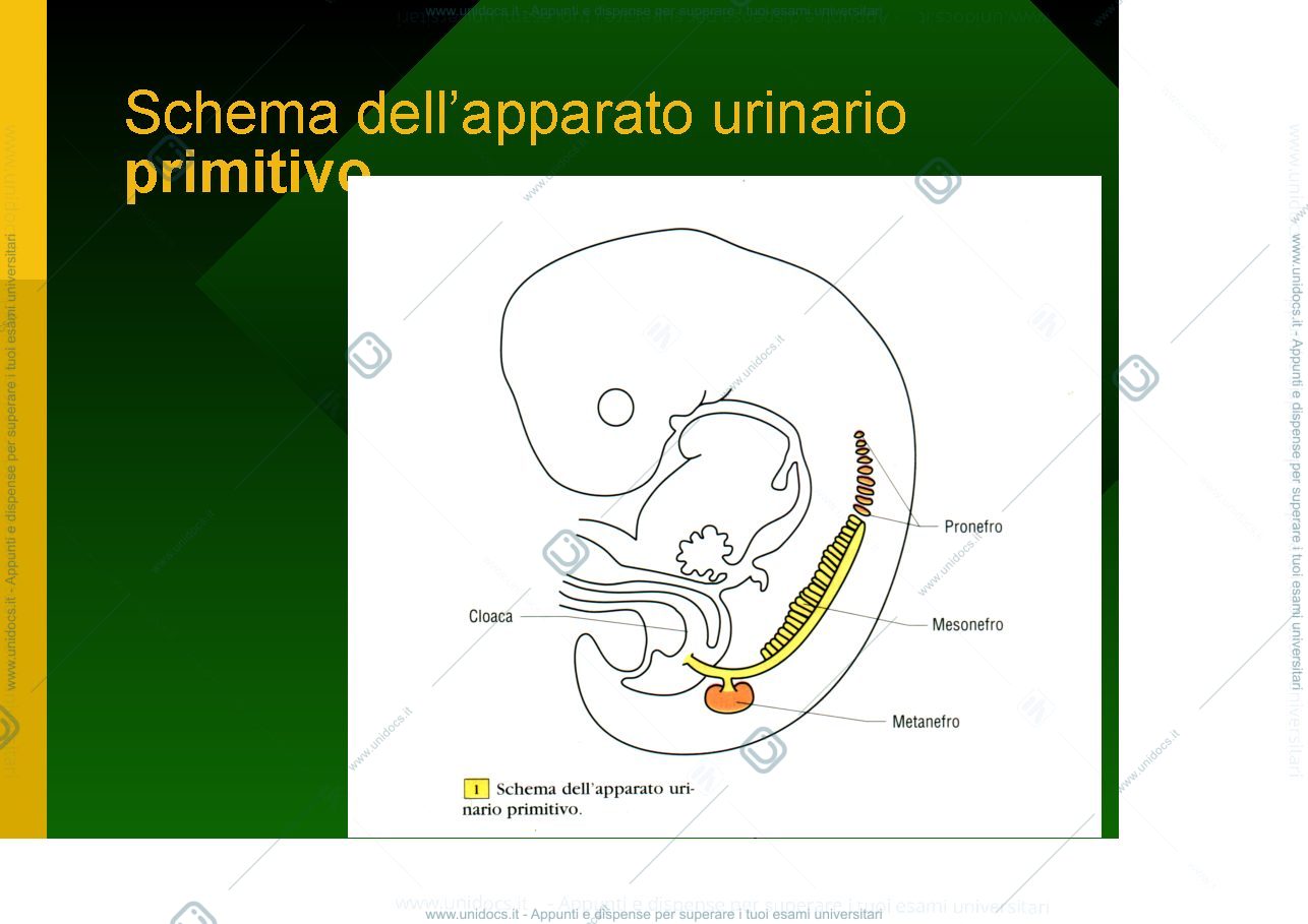 Anteprima pagina 5 — Urogenital development