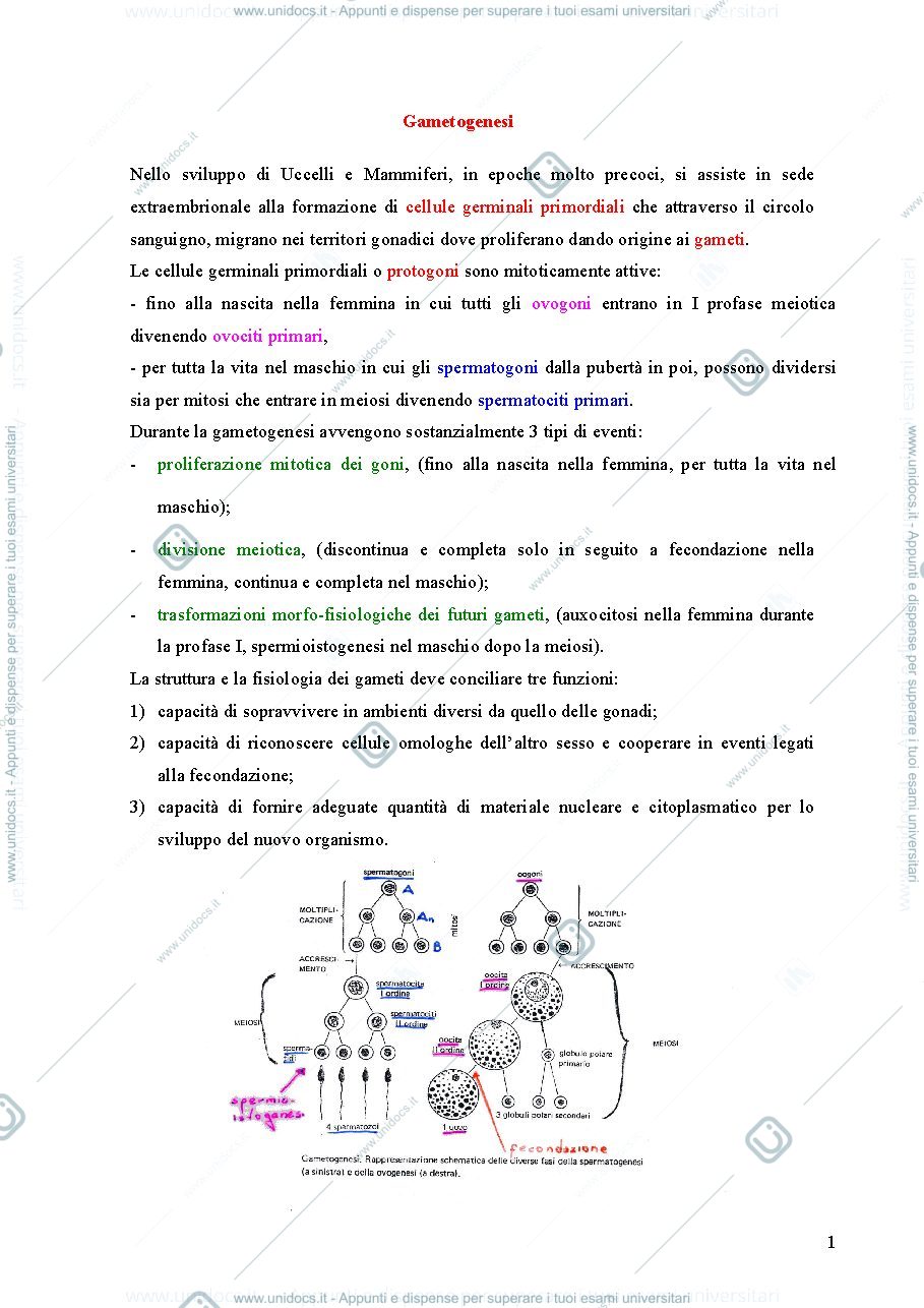 Anteprima pagina 1 — embriologia