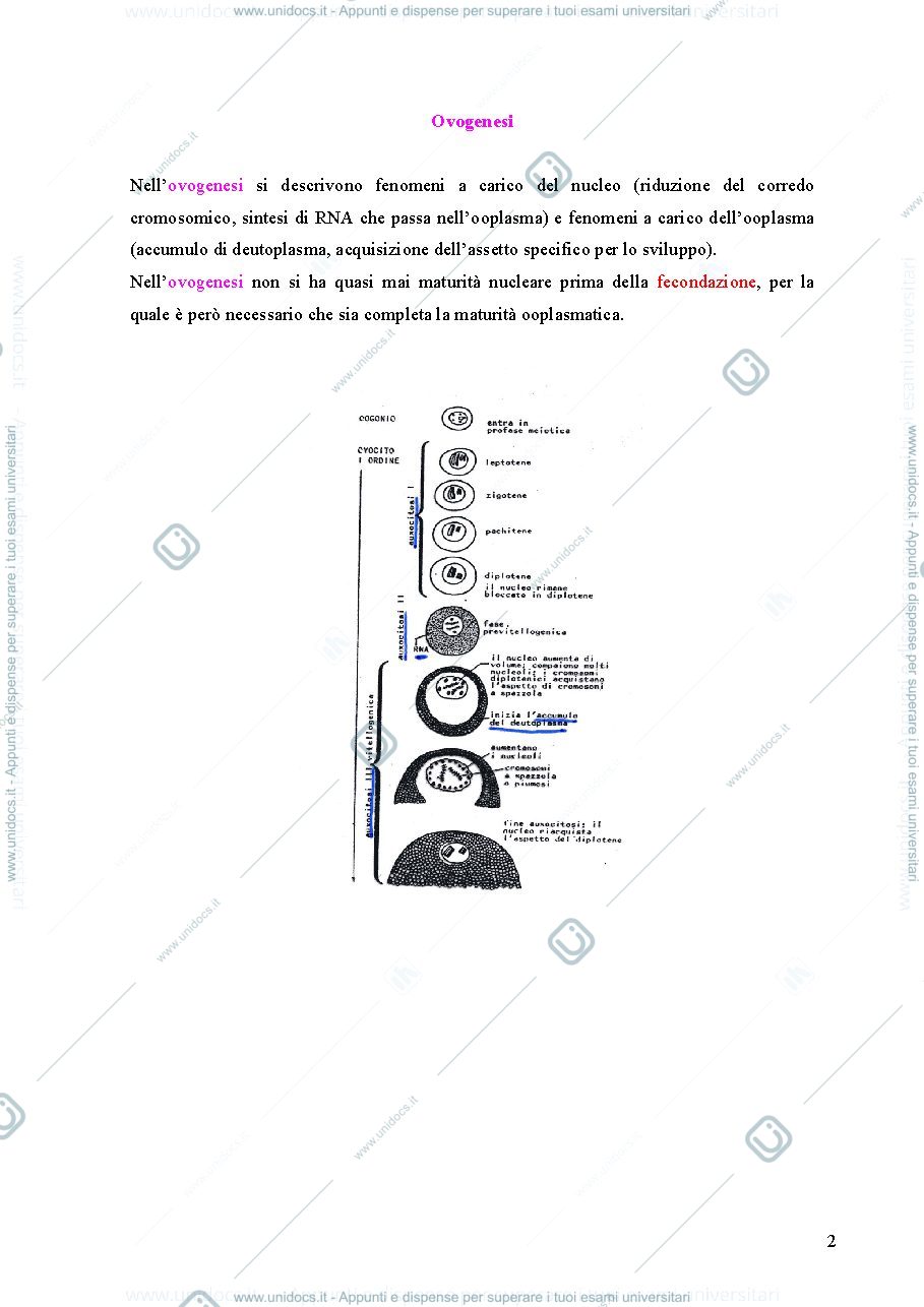 Anteprima pagina 2 — embriologia