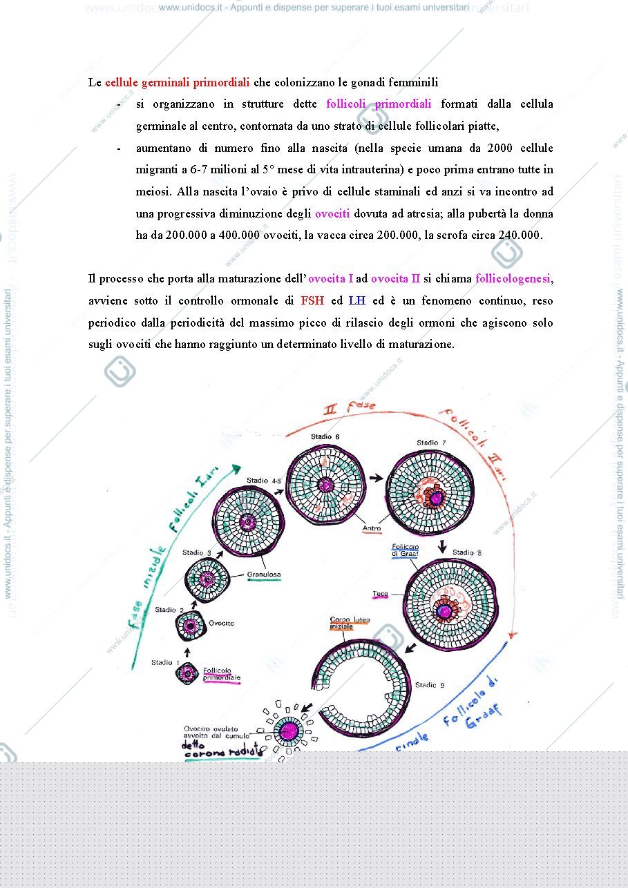 Anteprima pagina 3 — embriologia