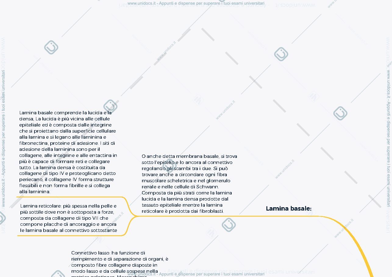 Anteprima pagina 1 — Tessuto connettivo