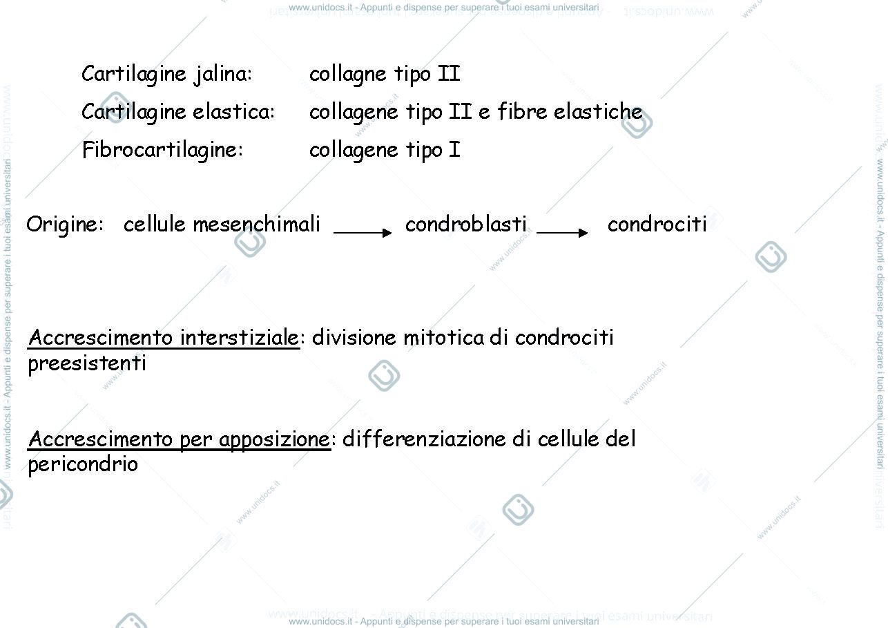 Anteprima pagina 2 — tessuto cartilagineo
