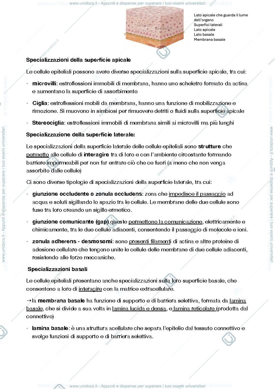 Anteprima pagina 2 — istologia 