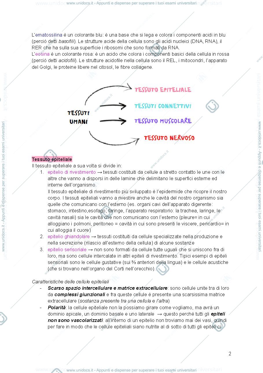 Anteprima pagina 2 — Istologia