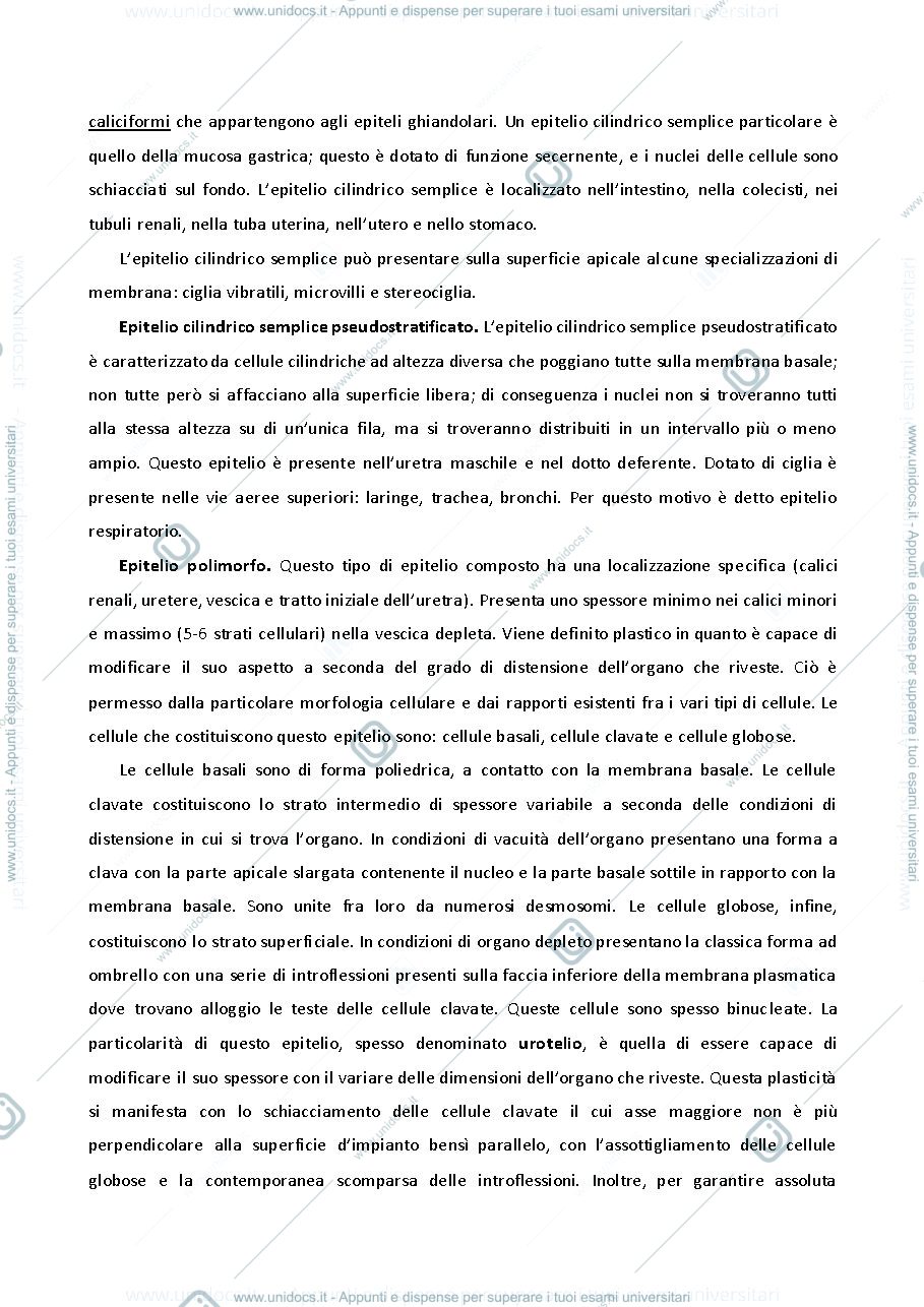 Anteprima pagina 3 — ISTOLOGIA 