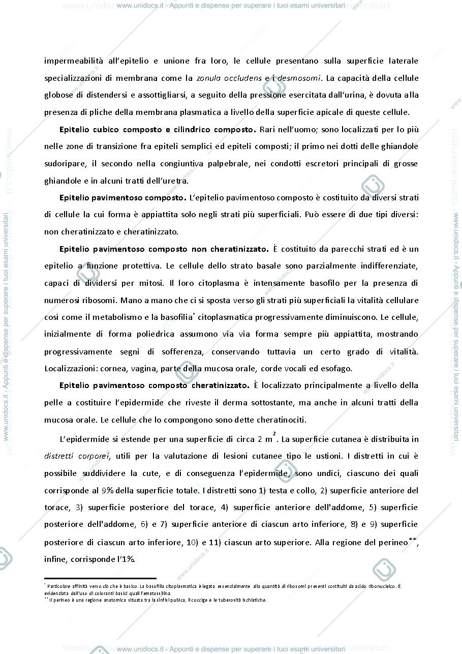 Anteprima pagina 4 — ISTOLOGIA 
