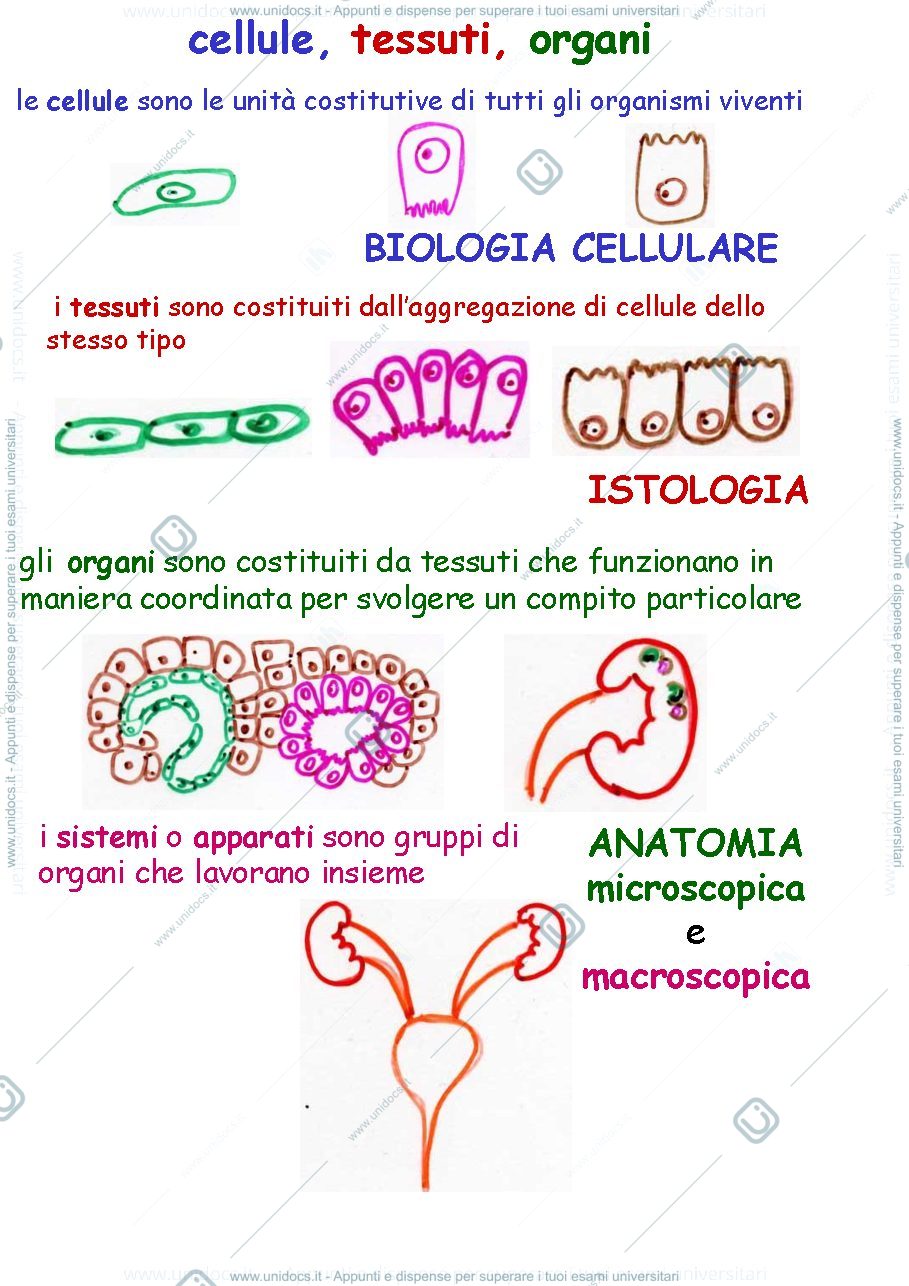 Anteprima pagina 2 — i tessuti
