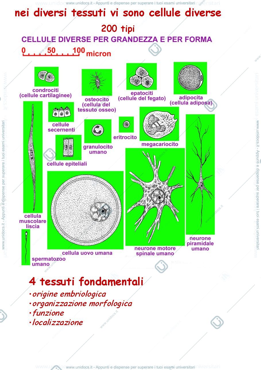 Anteprima pagina 4 — i tessuti