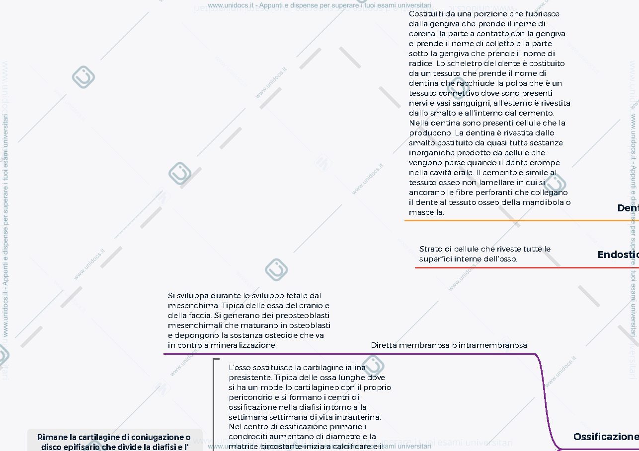 Anteprima pagina 1 — Tessuto osseo