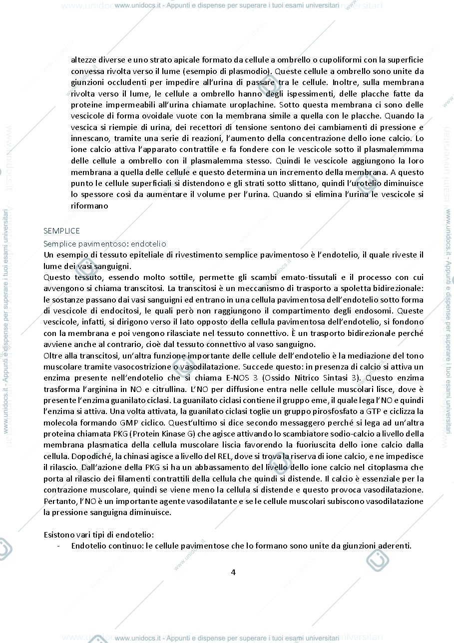 Anteprima pagina 4 — ISTOLOGIA