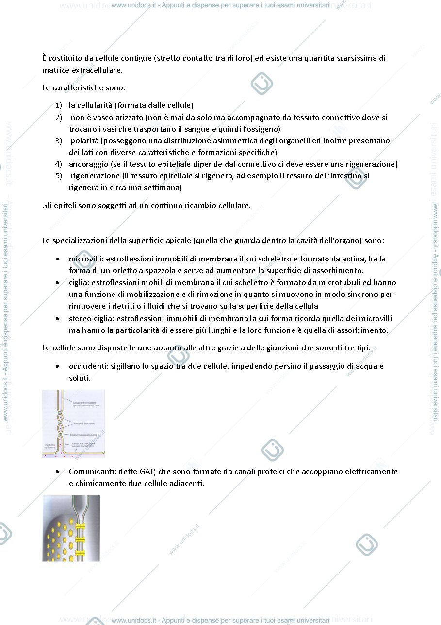 Anteprima pagina 2 — istologia