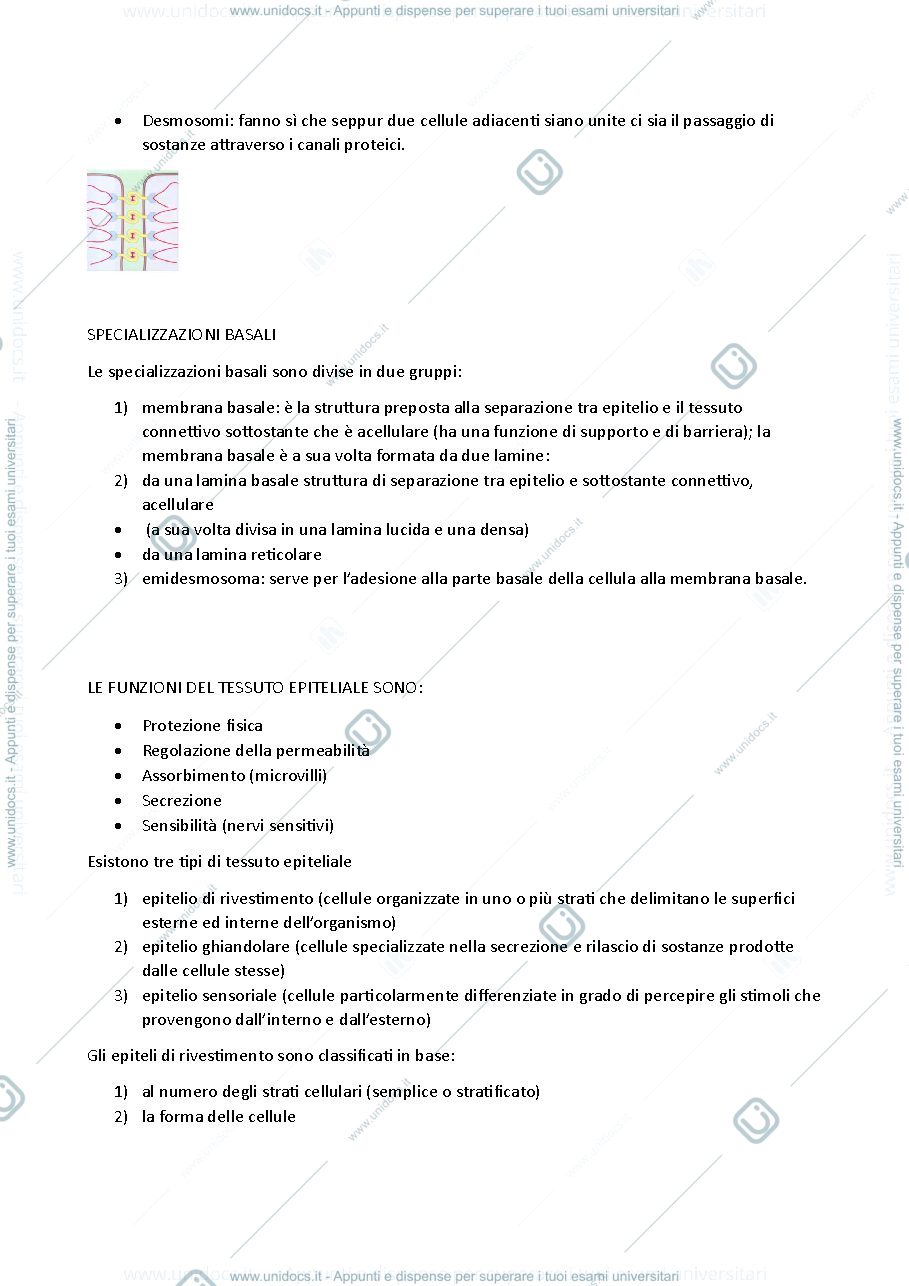 Anteprima pagina 3 — istologia