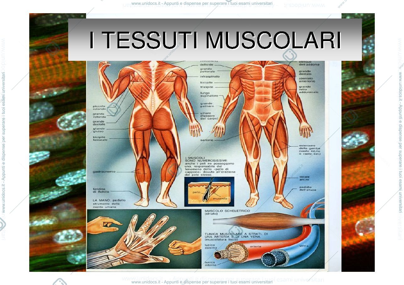 Anteprima pagina 1 — tessuto muscolare 