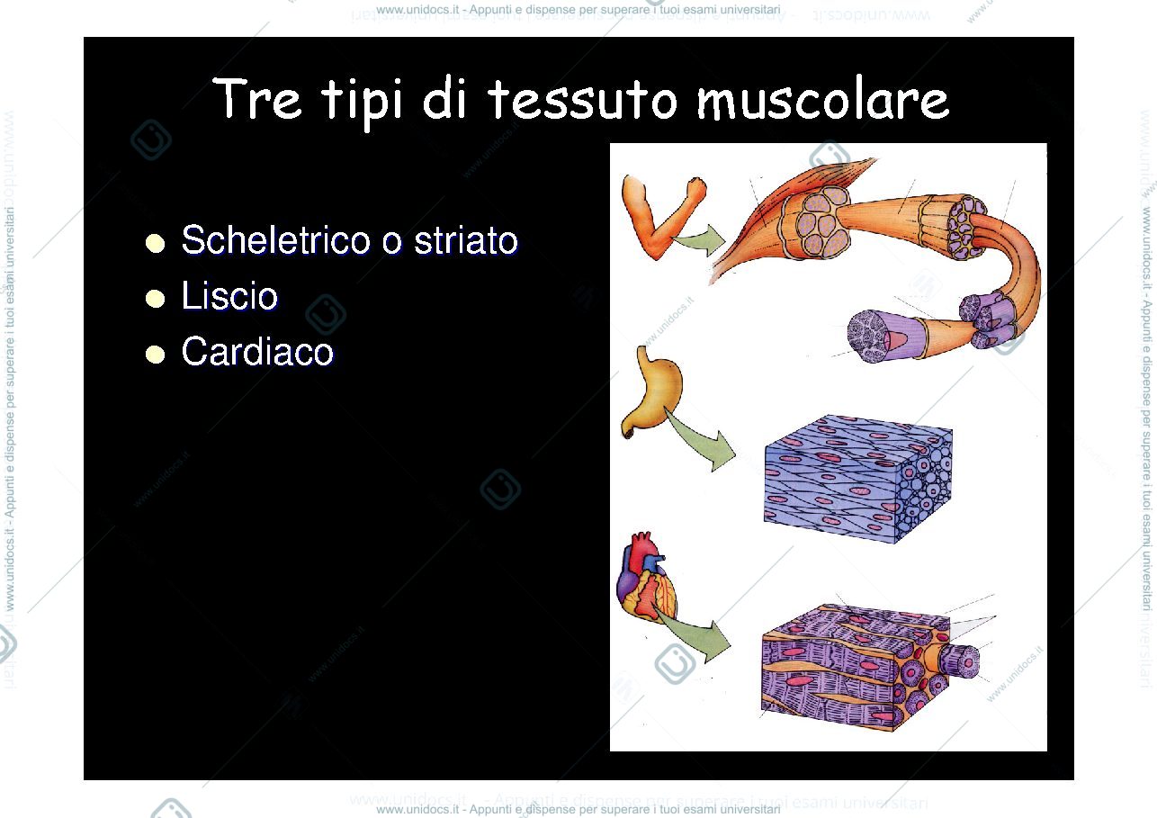 Anteprima pagina 2 — tessuto muscolare 