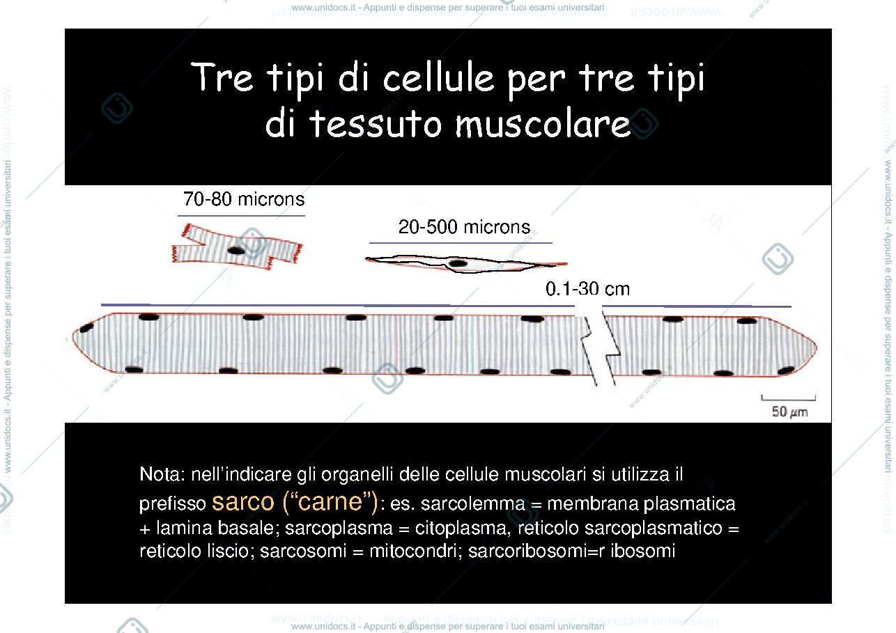Anteprima pagina 3 — tessuto muscolare 