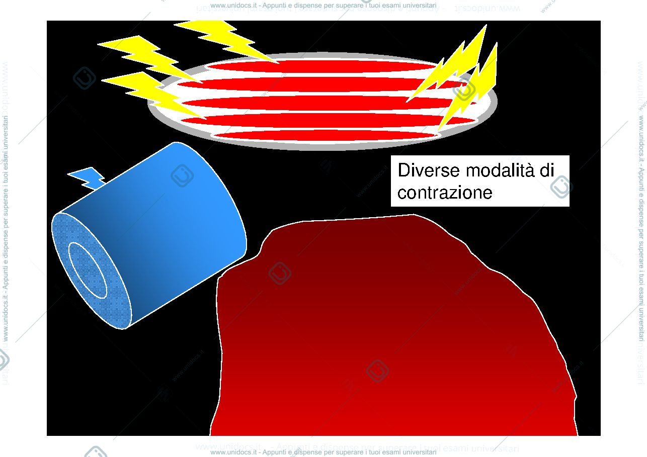 Anteprima pagina 5 — tessuto muscolare 
