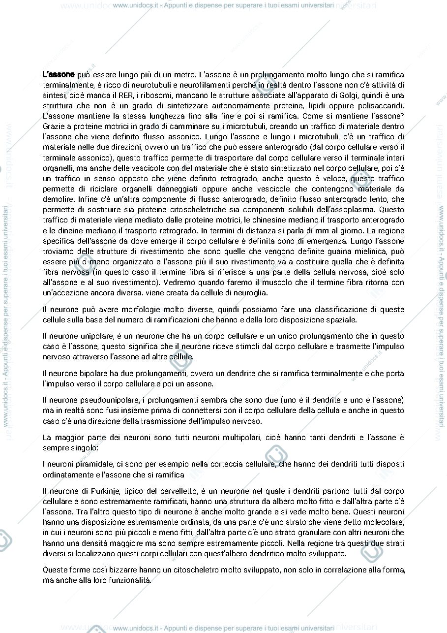 Anteprima pagina 2 — Tessuto nervoso