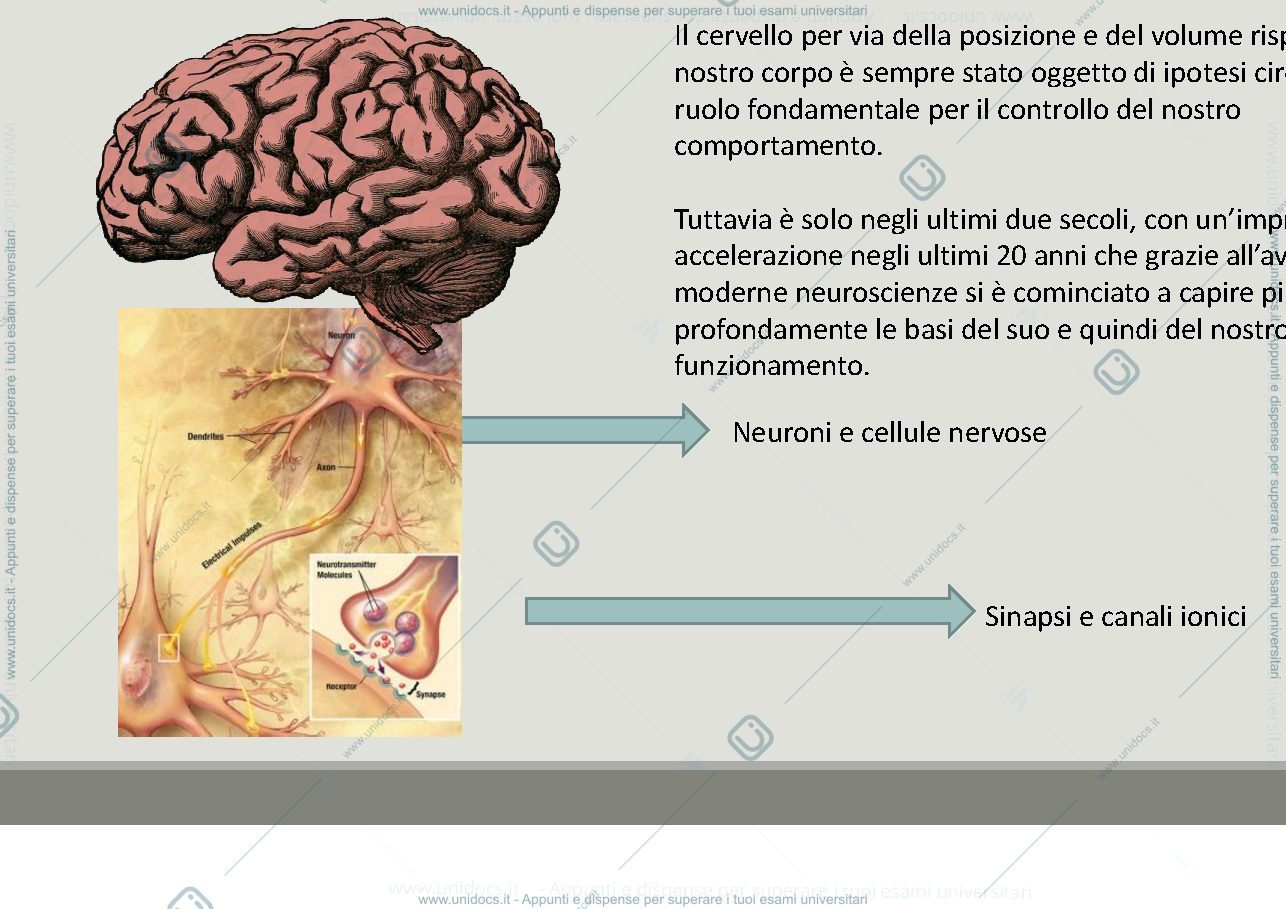Anteprima pagina 2 — Le cellule nervose