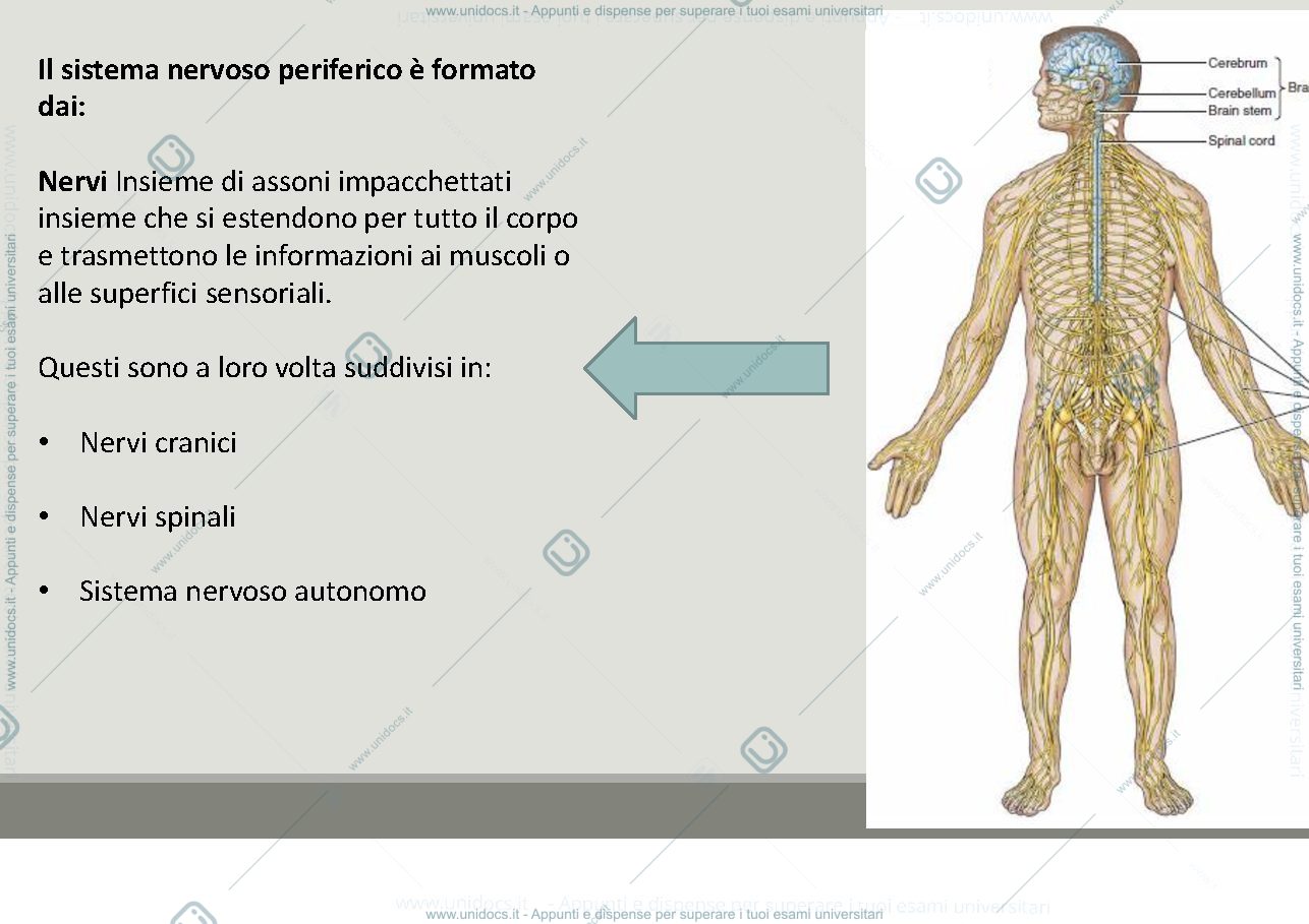 Anteprima pagina 3 — Le cellule nervose