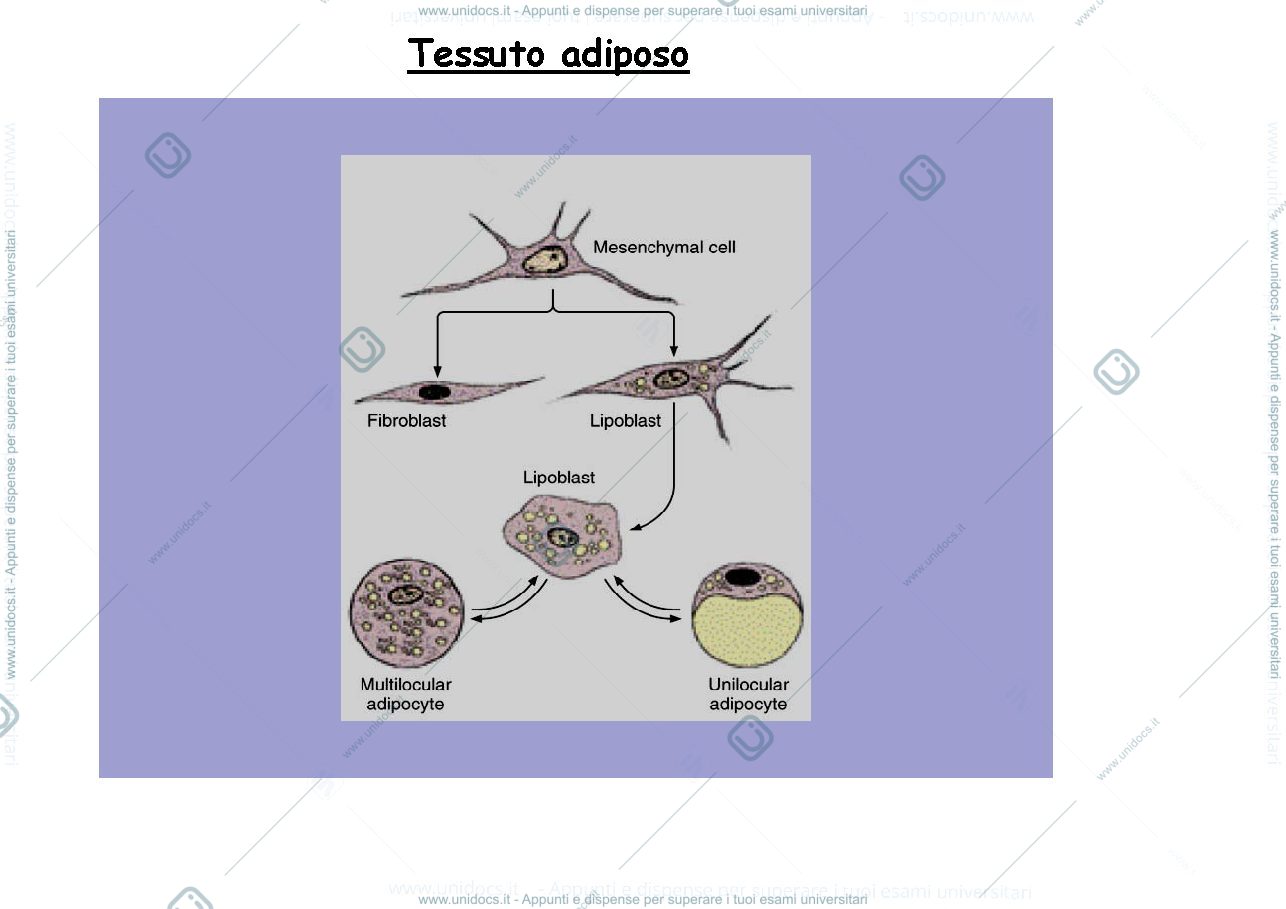 Anteprima pagina 1 — tessuto adiposo 