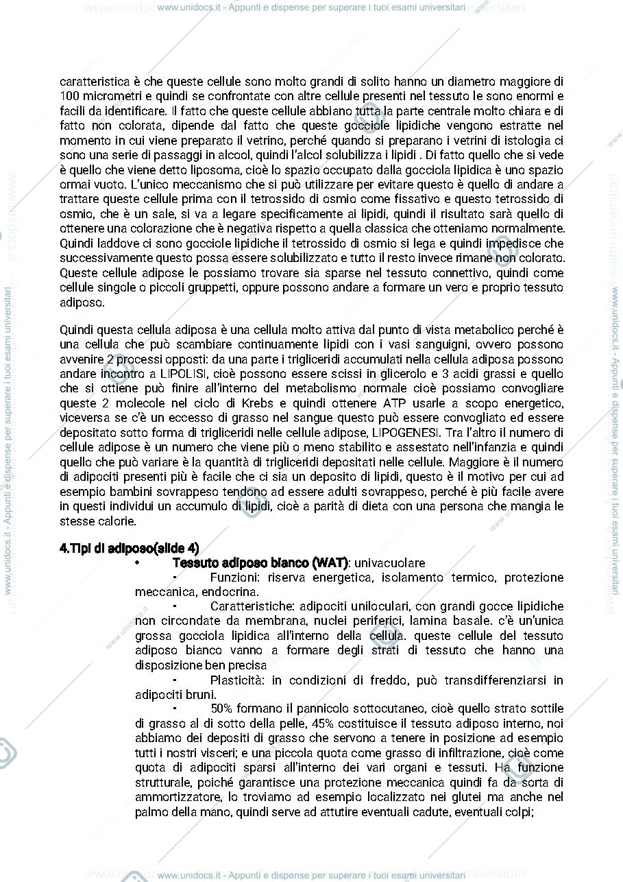 Anteprima pagina 2 — Tessuto adiposo