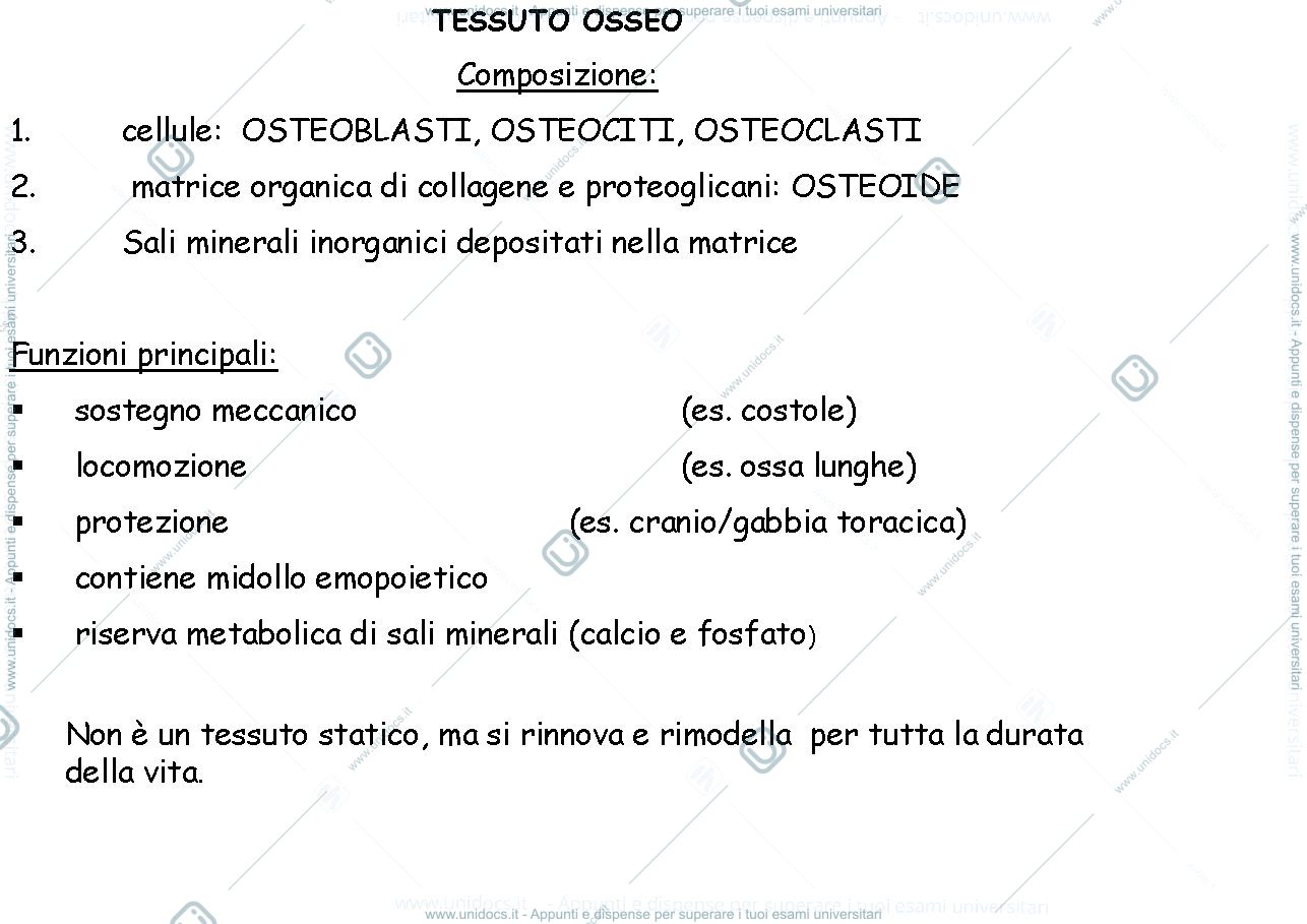 Anteprima pagina 1 — tessuto osseo
