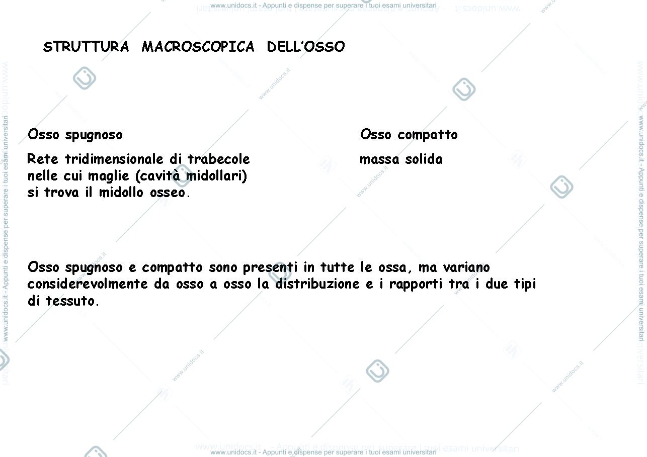 Anteprima pagina 2 — tessuto osseo