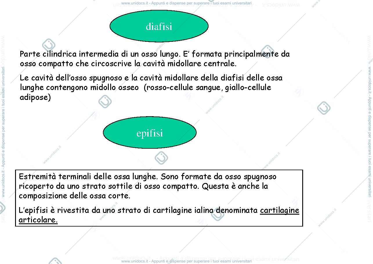 Anteprima pagina 3 — tessuto osseo