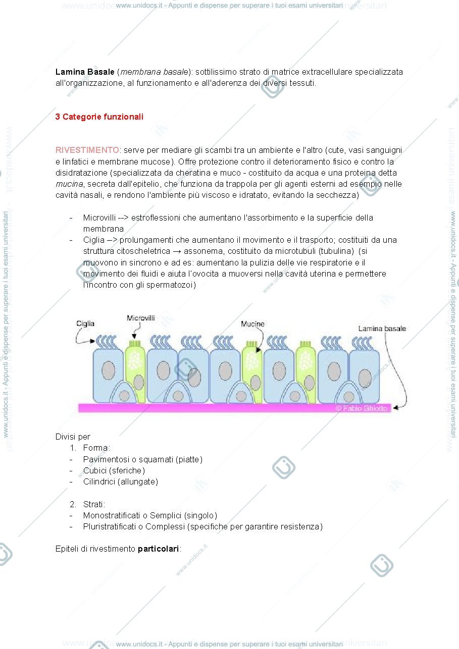 Anteprima pagina 2 — ISTOLOGIA