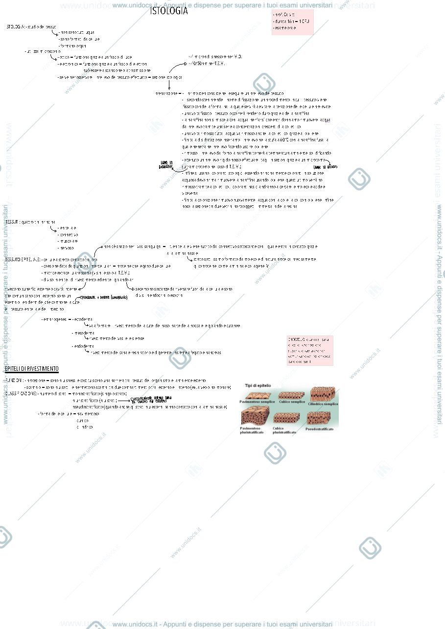 Anteprima pagina 1 — Istologia, canale B