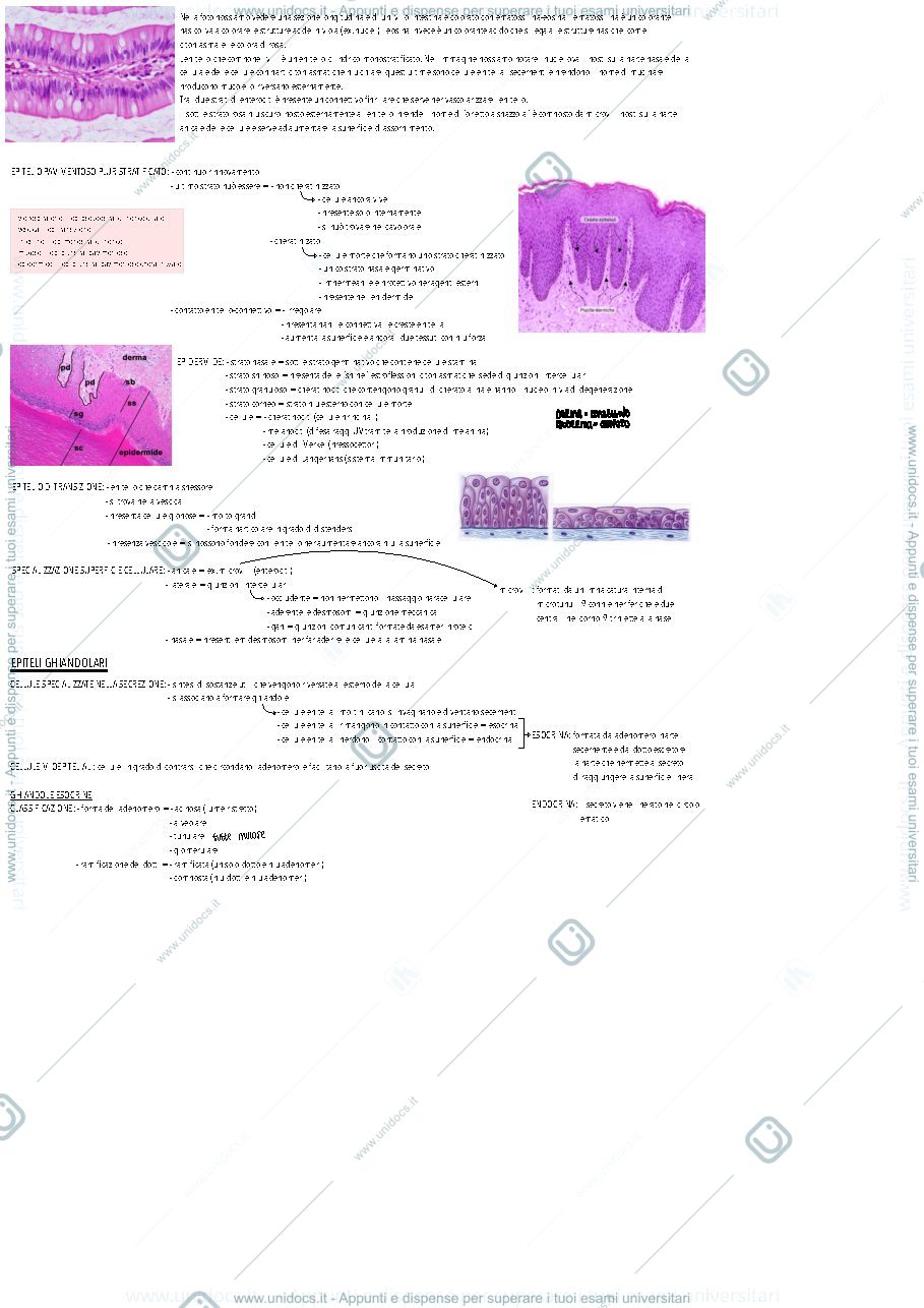 Anteprima pagina 2 — Istologia, canale B