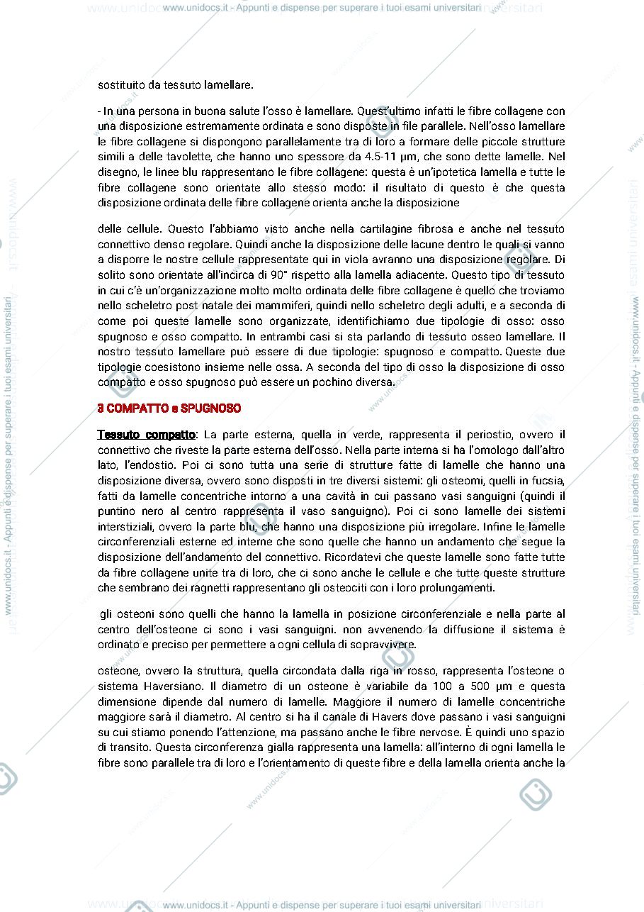 Anteprima pagina 2 — Tessuto osseo