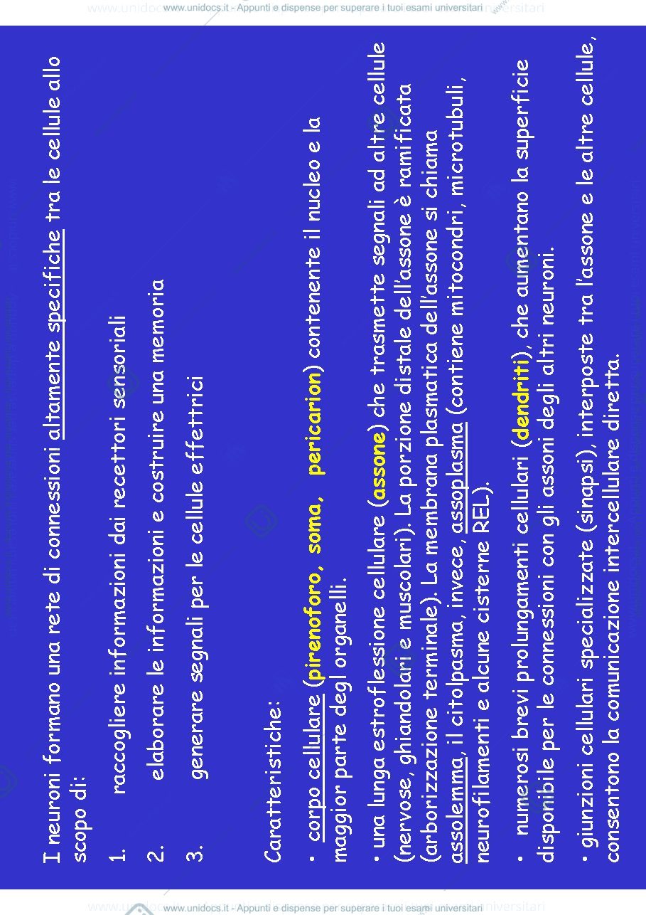 Anteprima pagina 3 — tessuto nervoso